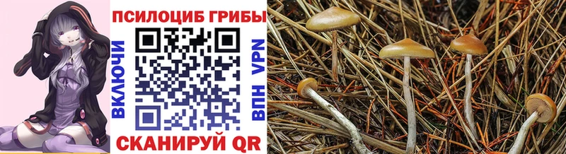 гидра ссылка  Кириши  Псилоцибиновые грибы Cubensis  где можно купить наркотик 